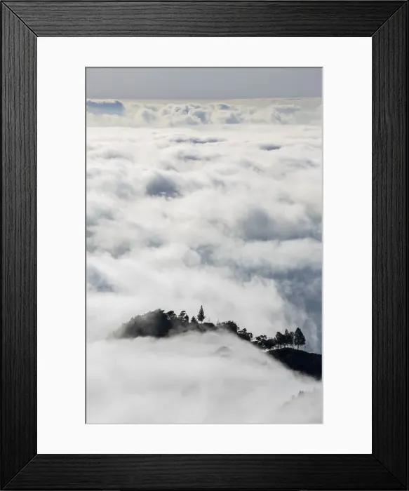 Framed Print : Trees above the clouds, Santo Antao, Cape Verde Framed Print : Trees above the clouds, Santo Antao, Cape Verde