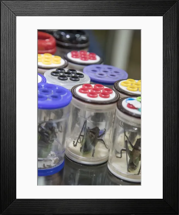 Framed Print : Crickets for sale, Dongtai flower bird fish and insect market, Shanghai, China