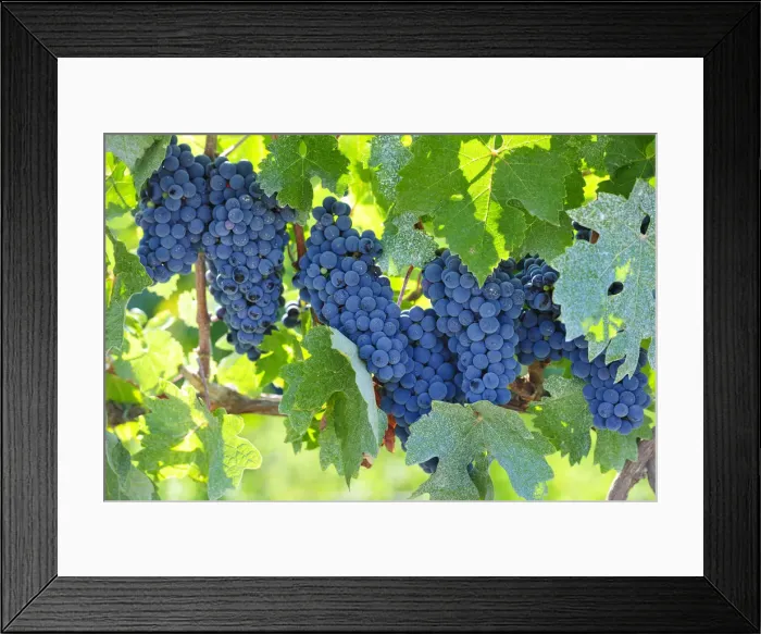 Framed Print : Grapes ready for the harvest. Lau, Palmela. Portugal Framed Print : Grapes ready for the harvest. Lau, Palmela. Portugal