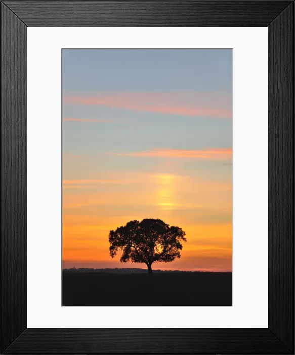 Framed Print : Holm oak in Alentejo, Portugal Framed Print : Holm oak in Alentejo, Portugal