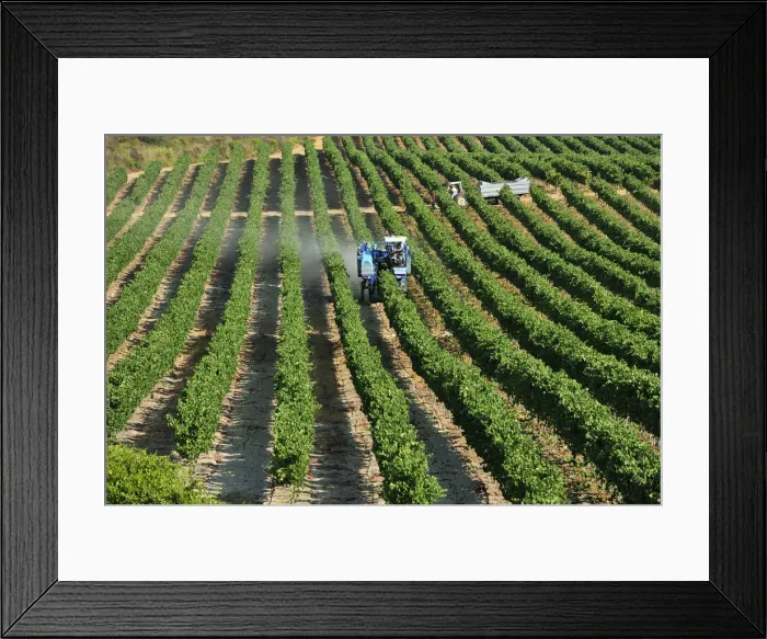 Framed Print : Mechanical grape harvesting in Palmela. Portugal (NR)