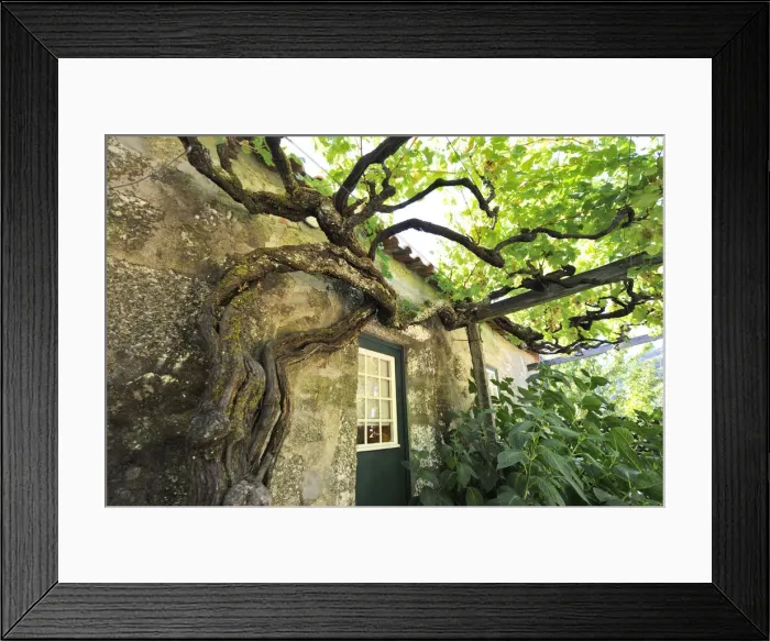 Framed Print : A very old vine in Quinta de Tormes, the old house of Eca de Queiroz, one the most Framed Print : A very old vine in Quinta de Tormes, the old house of Eca de Queiroz, one the most