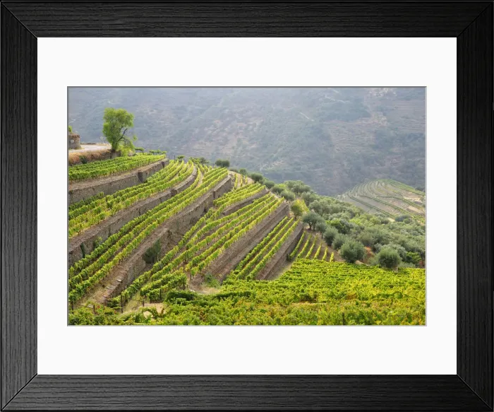 Framed Print : Terraced vineyards in Vale Mendiz. Alto Douro, a Unesco World Heritage Site, Portugal Framed Print : Terraced vineyards in Vale Mendiz. Alto Douro, a Unesco World Heritage Site, Portugal