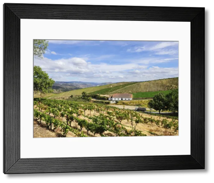 Framed Print : Vineyards near Sao Joao da Pesqueira during the grapes harvest Framed Print : Vineyards near Sao Joao da Pesqueira during the grapes harvest