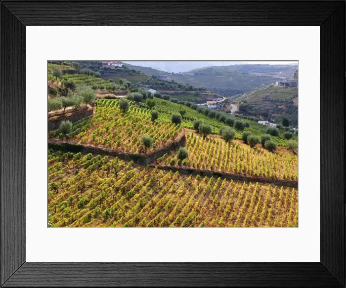 Framed Print : Vineyards in Vilarinho dos Freires, Santa Marta de Penaguiao Framed Print : Vineyards in Vilarinho dos Freires, Santa Marta de Penaguiao