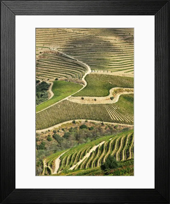Framed Print : Terraced vineyards along the Douro river during the grapes harvest. Ervedosa do Douro Framed Print : Terraced vineyards along the Douro river during the grapes harvest. Ervedosa do Douro