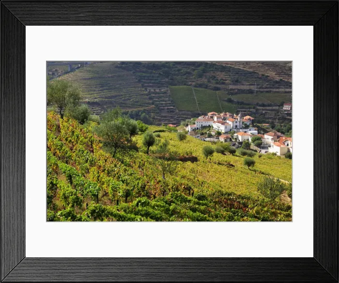Framed Print : Vineyards in Vilarinho dos Freires, Santa Marta de Penaguiao Framed Print : Vineyards in Vilarinho dos Freires, Santa Marta de Penaguiao