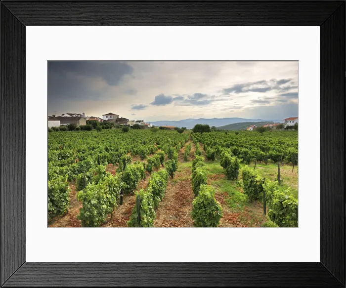 Framed Print : Vineyards of the grape variety Muscat (Moscatel)