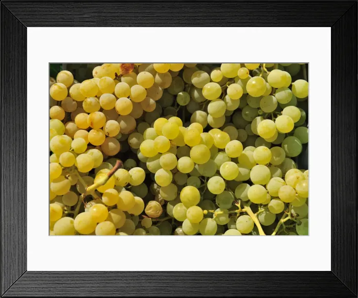Framed Print : Grapes harvest in Ladeira, Beira Baixa. Portugal Framed Print : Grapes harvest in Ladeira, Beira Baixa. Portugal
