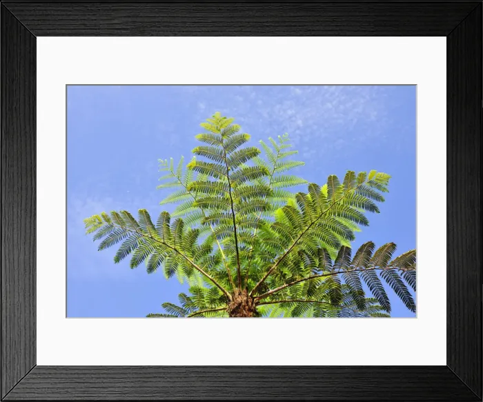 Framed Print : Fern trees, Quinta das Cruzes garden. Funchal, Madeira Framed Print : Fern trees, Quinta das Cruzes garden. Funchal, Madeira