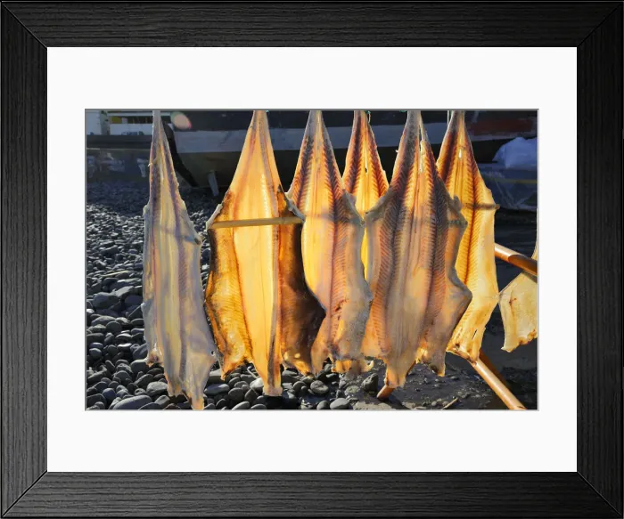 Framed Print : Kitefin shark (Dalatias licha) drying at the fishing harbour of Camara de Lobos. Madeira