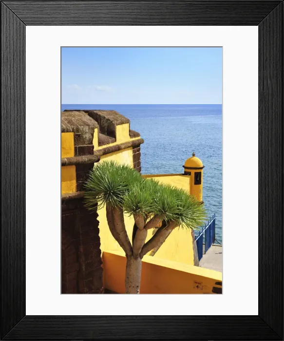 Framed Print : Sao Tiago fortress (17th century) and a dragon tree at the old city of Funchal. Madeira