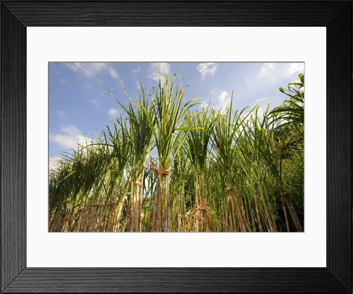 Framed Print : Sugar cane. Madeira, Portugal Framed Print : Sugar cane. Madeira, Portugal