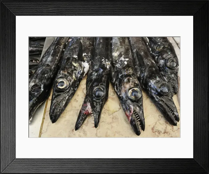 Framed Print : Black scabbardfish (Aphanopus carbo). Funchal, Madeira. Portugal Framed Print : Black scabbardfish (Aphanopus carbo). Funchal, Madeira. Portugal