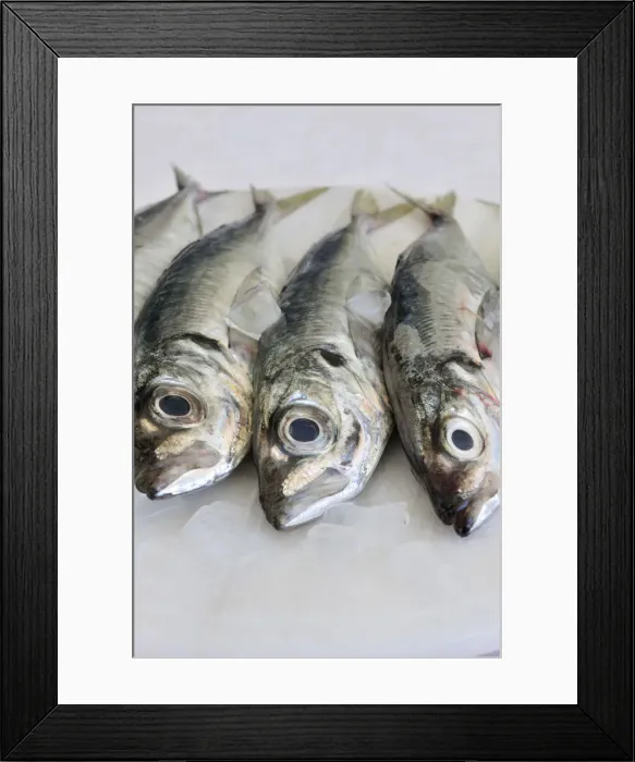 Framed Print : Mackerel Framed Print : Mackerel