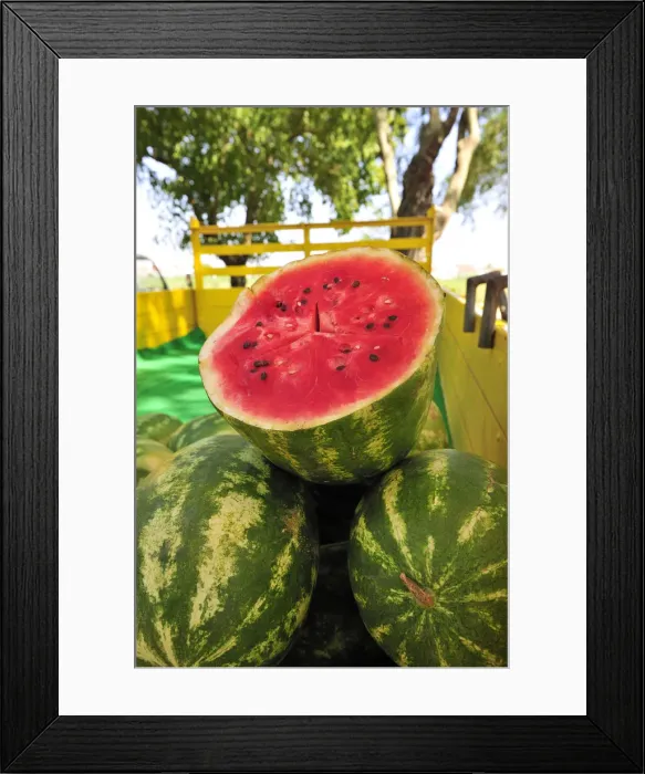 Framed Print : Watermelons. Alpiarca, Portugal Framed Print : Watermelons. Alpiarca, Portugal