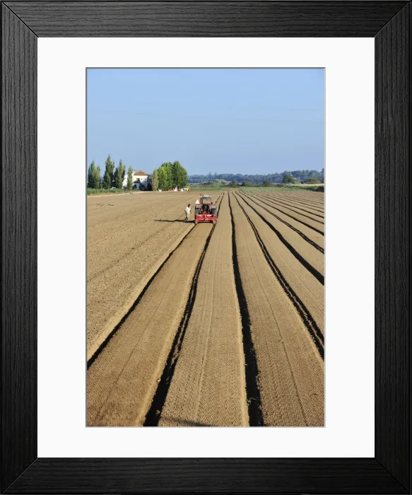 Framed Print : Plowing the agricultural fields. Salvaterra de Magos, Portugal Framed Print : Plowing the agricultural fields. Salvaterra de Magos, Portugal