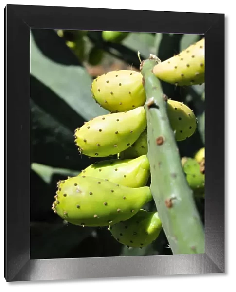Prickly pears on Opuntia cactus. Portugal