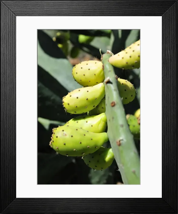Framed Print : Prickly pears on Opuntia cactus. Portugal Framed Print : Prickly pears on Opuntia cactus. Portugal