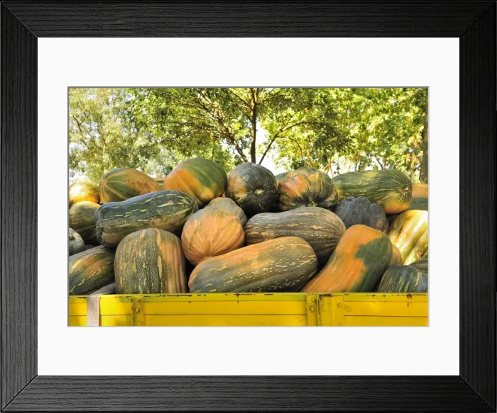 Framed Print : Pumpkins market. Alpiarca, Portugal Framed Print : Pumpkins market. Alpiarca, Portugal