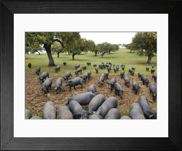 Framed Print : Black porks in Barrancos. Alentejo, Portugal Framed Print : Black porks in Barrancos. Alentejo, Portugal