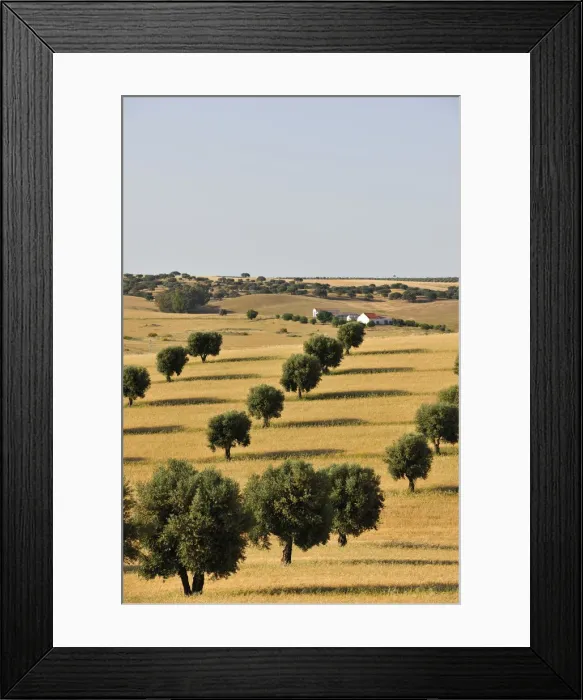 Framed Print : Olive groves and harvest of wheat near Serpa. Alentejo, Portugal