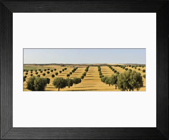 Framed Print : Olive groves and harvest of wheat near Serpa. Alentejo, Portugal
