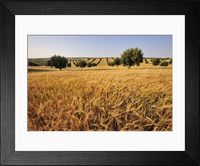 Framed Print : Olive groves and harvest of wheat near Serpa. Alentejo, Portugal