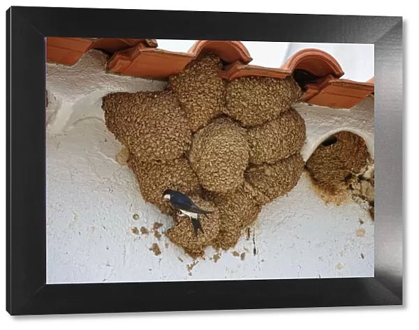 Swallow nests. Alentejo, Portugal