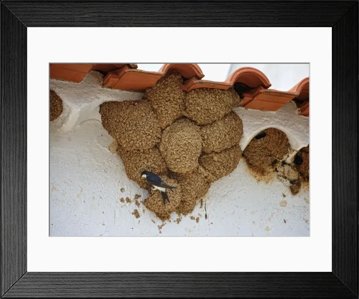 Framed Print : Swallow nests. Alentejo, Portugal Framed Print : Swallow nests. Alentejo, Portugal