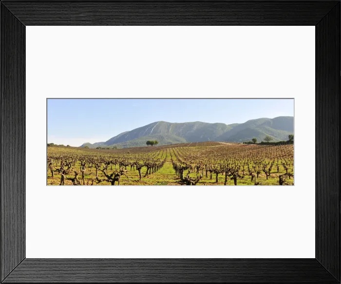 Framed Print : Vineyards in the Arrabida Natural Park. Portugal