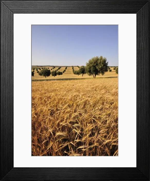 Framed Print : Olive groves and harvest of wheat near Serpa. Alentejo, Portugal Framed Print : Olive groves and harvest of wheat near Serpa. Alentejo, Portugal