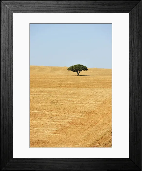 Framed Print : Holm oak in the vast plains of Alentejo. Portugal Framed Print : Holm oak in the vast plains of Alentejo. Portugal
