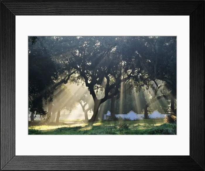 Framed Print : Cork trees in the mist. Portugal Framed Print : Cork trees in the mist. Portugal