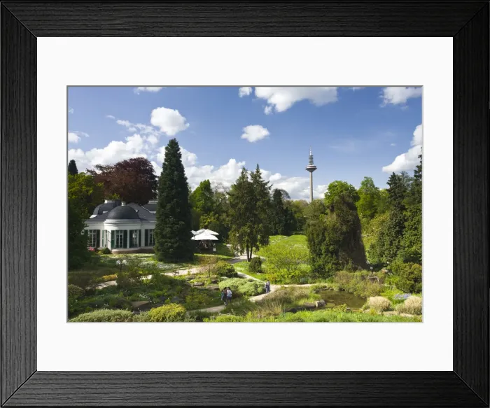 Framed Print : Germany, Hessen, Frankfurt-am-Main, Palmengarten, Palm Garden & Frankfurt TV tower