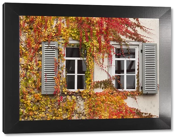 Germany, Hesse, Wetzlar, building covered with ivy, autumn