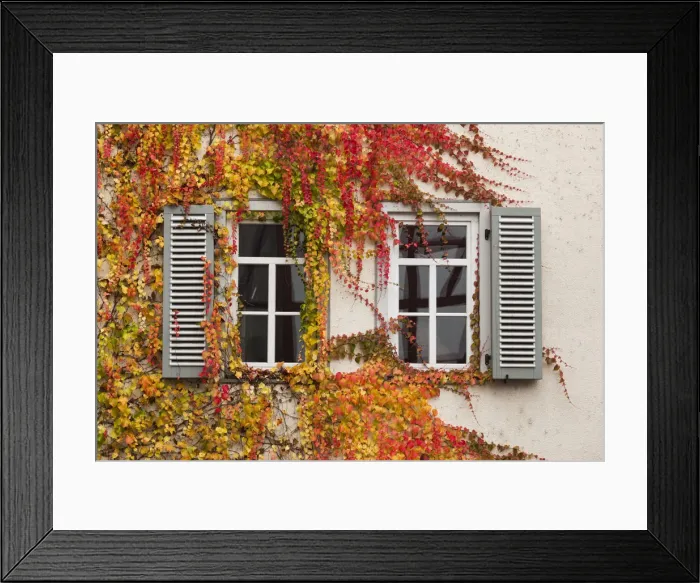 Framed Print : Germany, Hesse, Wetzlar, building covered with ivy, autumn Framed Print : Germany, Hesse, Wetzlar, building covered with ivy, autumn
