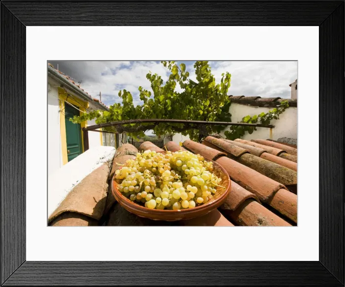 Framed Print : Grapes after the harvest. Beira Baixa, Portugal Framed Print : Grapes after the harvest. Beira Baixa, Portugal