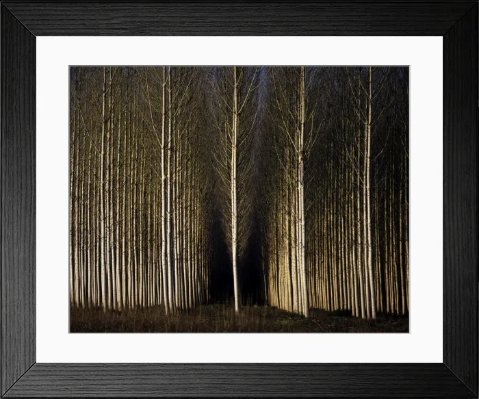 Framed Print : A forest of poplars at Geria, Coimbra, Portugal Framed Print : A forest of poplars at Geria, Coimbra, Portugal