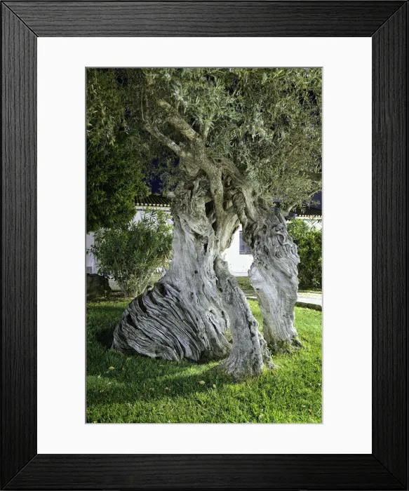 Framed Print : Millennial olive trees of Serpa. Alentejo, Portugal