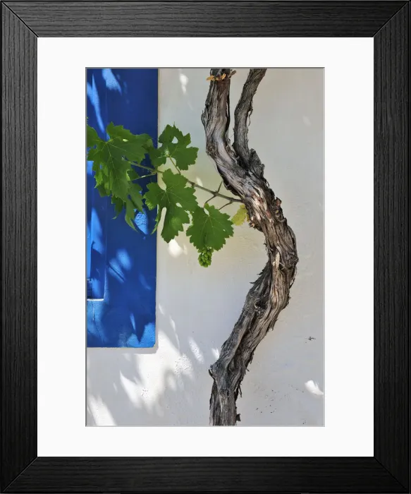 Framed Print : Detail of grapevine. Traditional houses of Pomarao. Alentejo, Portugal