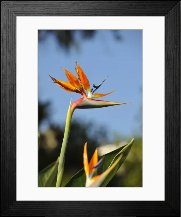 Framed Print : Strelitzia or Bird of Paradise. Madeira, Portugal Framed Print : Strelitzia or Bird of Paradise. Madeira, Portugal