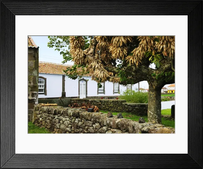 Framed Print : Traditional rural house with maize on a tree in Sao Bras. Terceira, Azores islands