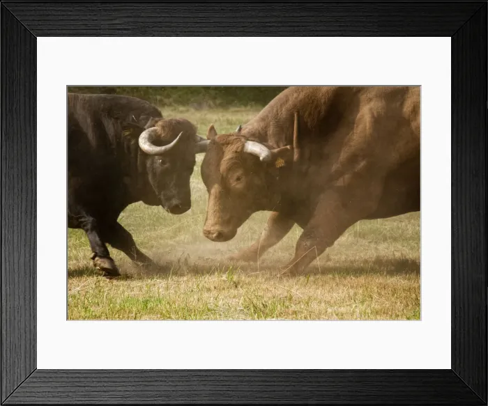 Framed Print : Traditional and primitive bullfight contest in Tourem. Tras os Montes, Portugal Framed Print : Traditional and primitive bullfight contest in Tourem. Tras os Montes, Portugal