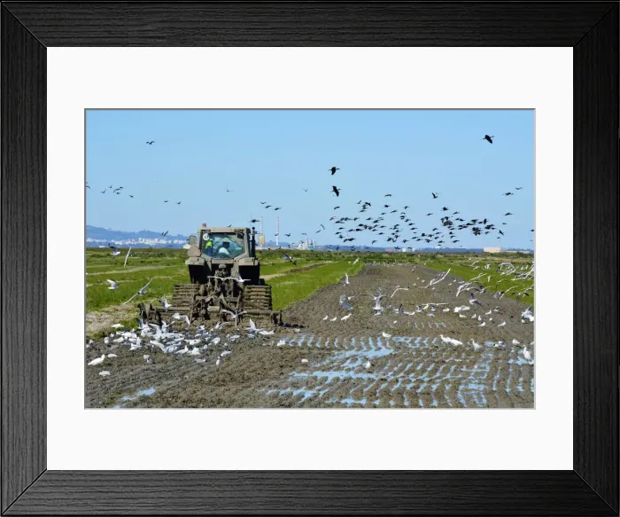 Framed Print : A huge flock of Glossy Ibis (Plegadis falcinellus), Ibis preto, flying over a rice