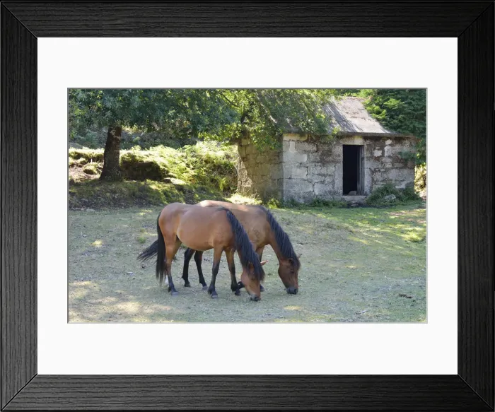 Framed Print : The Garrano is an Iberian horse, specific to the Peneda Geres National Park. Portugal Framed Print : The Garrano is an Iberian horse, specific to the Peneda Geres National Park. Portugal