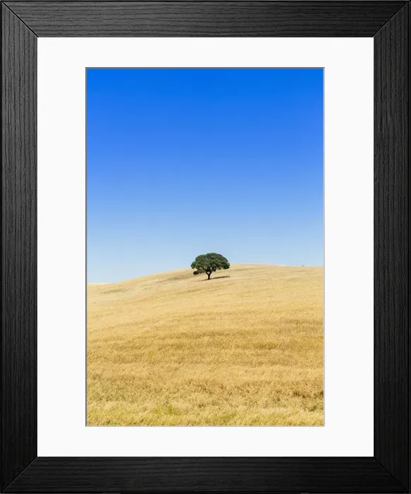 Framed Print : Europe, Portugal, Alentejo, a solitary cork oak tree in a wheat field in the central Framed Print : Europe, Portugal, Alentejo, a solitary cork oak tree in a wheat field in the central