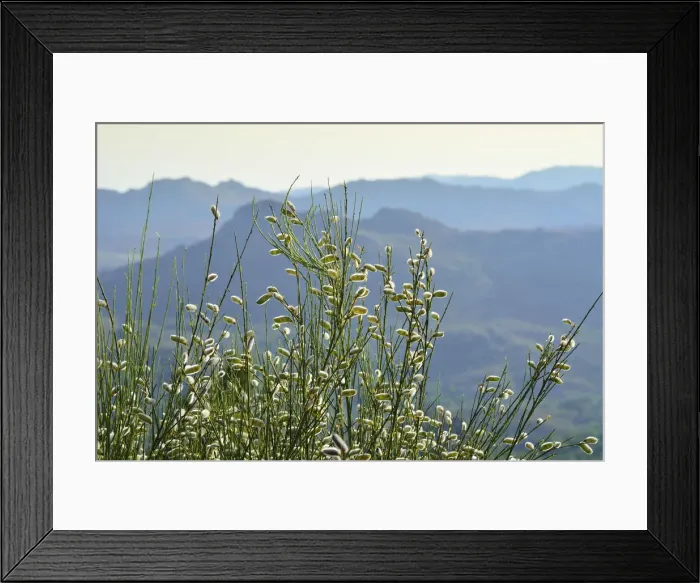 Framed Print : Genista in the mountains. Peneda Geres National Park. Portugal Framed Print : Genista in the mountains. Peneda Geres National Park. Portugal