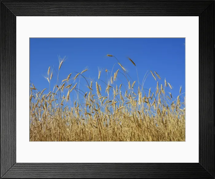 Framed Print : A field of rye. Pitoes das Junias. Peneda Geres National Park, Portugal Framed Print : A field of rye. Pitoes das Junias. Peneda Geres National Park, Portugal