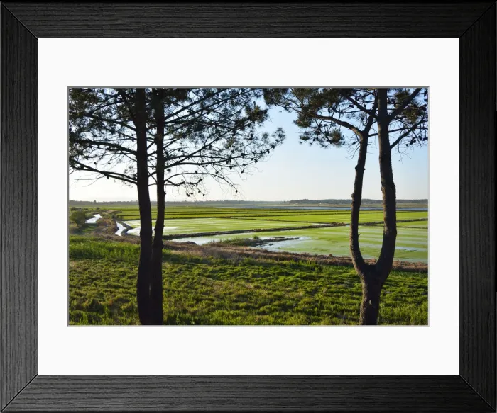 Framed Print : Rice fields. Comporta, Alentejo, Portugal Framed Print : Rice fields. Comporta, Alentejo, Portugal